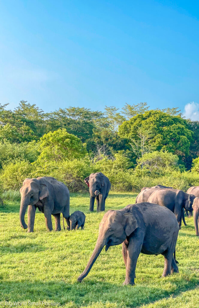 Wildlife Safari with Elephants